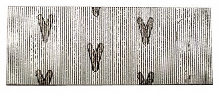 Collated Trim, Pin, Finishing, & Brad Nails